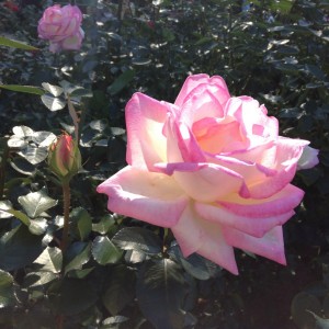 rose-p_5484