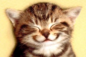 grinning-kitten